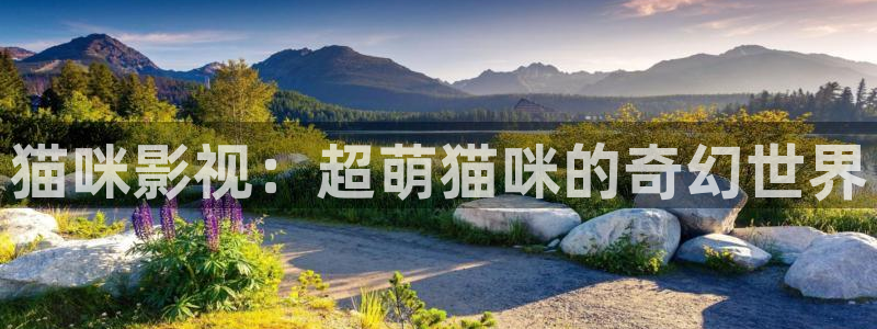红桃影视最新网址：猫咪影视：超萌猫咪的奇幻世界